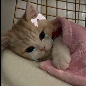 Meet your Posher, Sunii